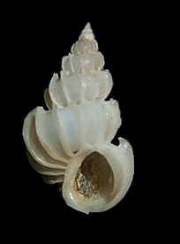 Epitonium denticulatum (G. B. Sowerby II, 1844)