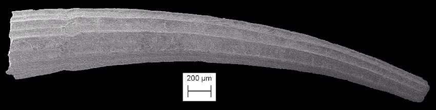 Dentalium americanum Chenu, 1843 American Tuskshell