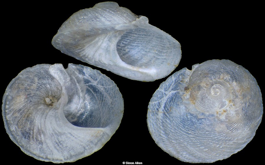 Discopsis deprellus (A. M. Strong, 1938) Sub-adult