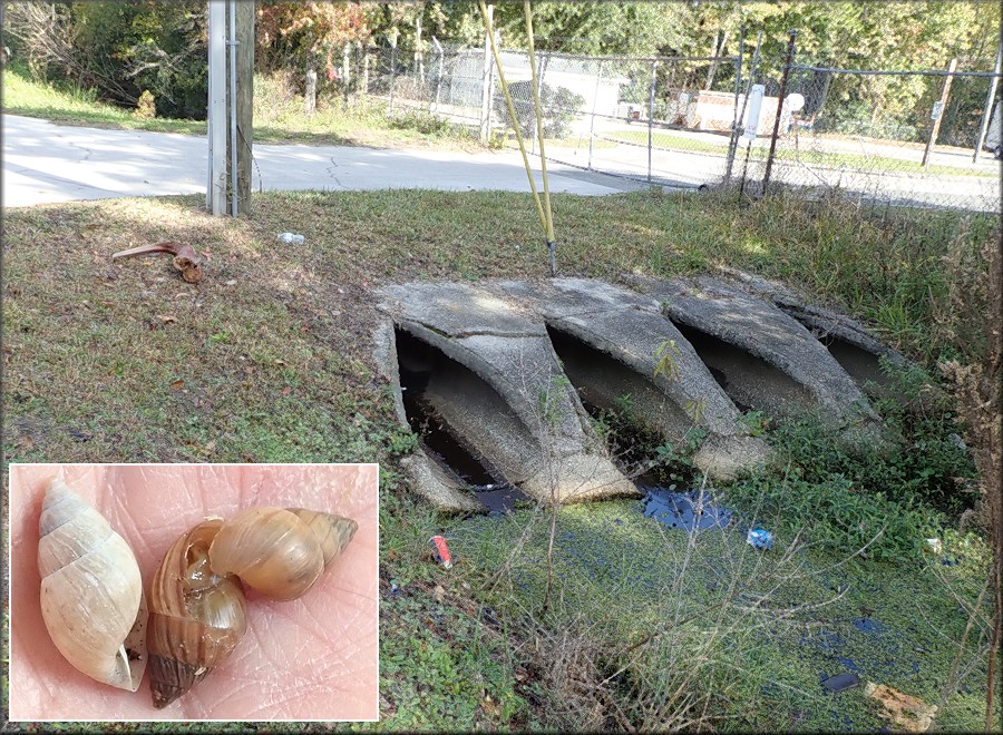 Bulimulus sporadicus On Desalvo Road Near The Beach Boulevard Flea Market