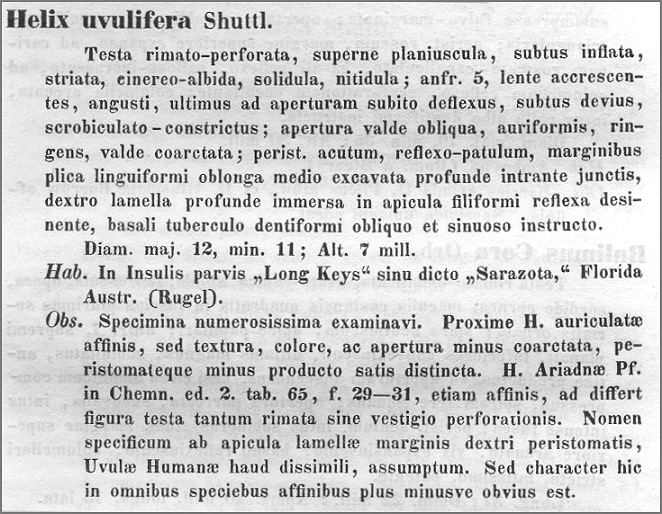 Daedalochila uvulifera Original Description