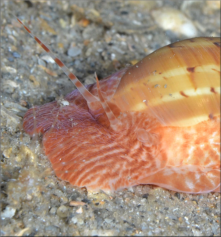 Naticarius canrena (Linnaeus, 1758) Colorful Moonsnail In Situ