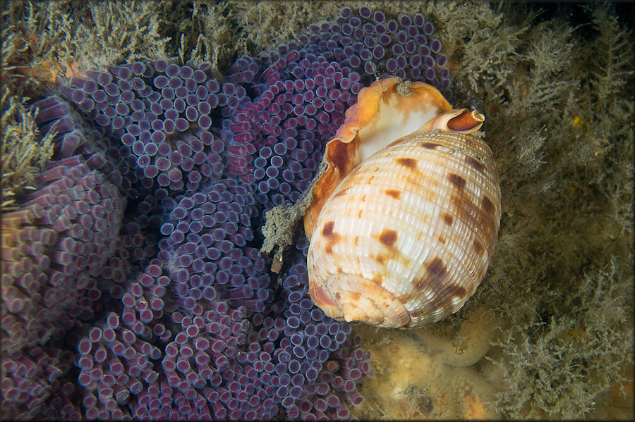 Cypraecassis testiculus (Linnaeus, 1758) Reticulate Cowrie-helmet With Eggs