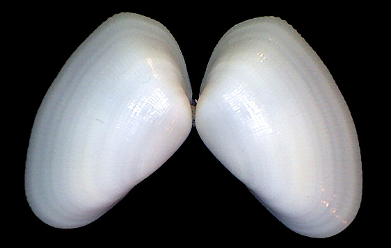 Donax fossor Say, 1822 Fossor Coquina