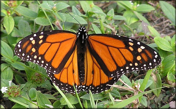 Monarch [Danaus plexippus]