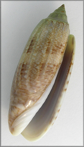 Oliva sayana Ravenel, 1834 Green Specimen