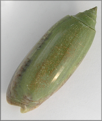 Oliva sayana Ravenel, 1834 Green Specimen