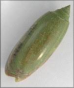 Oliva sayana Ravenel, 1834 Green Specimen