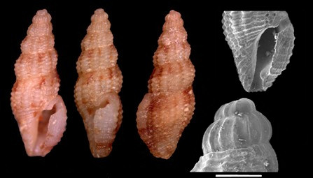 Darrylia harryleei Garca, 2008 Holotype