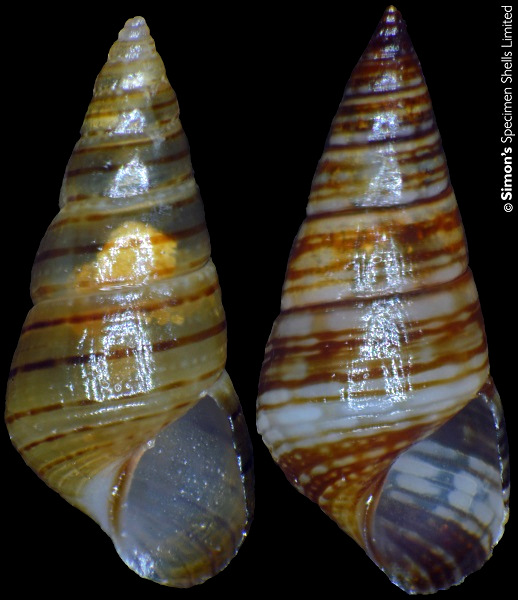 Diala semistriata (Philippi, 1849)