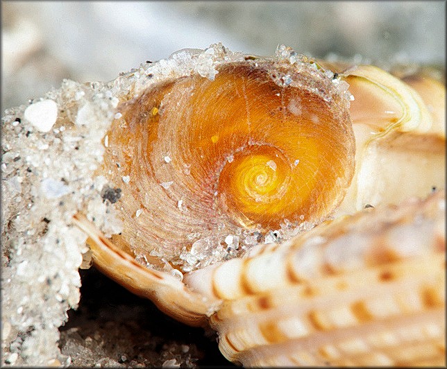 Architectonica nobilis Rding, 1798 Common Sundial Operculum