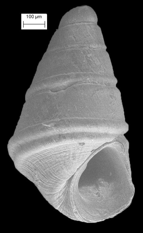 Eulimastoma didymum (Verrill and Bush, 1900)