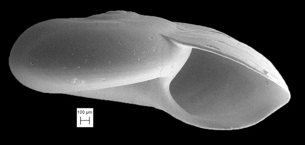 Cochliolepis differens Rubio, Roln and Lee, 2011