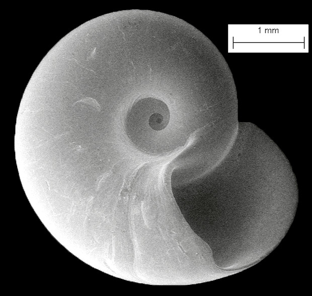 Cochliolepis differens Rubio, Roln and Lee, 2011