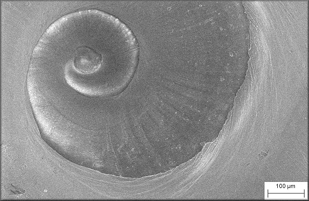 Cochliolepis differens Rubio, Roln and Lee, 2011