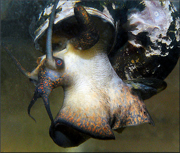 Pomacea diffusa Blume, 1957 Close Up Of Living Animal