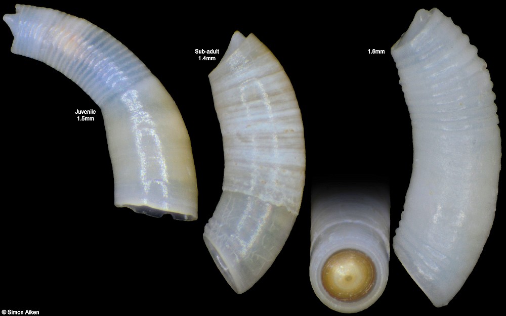 Caecum dominutum C. B. Adams, 1852