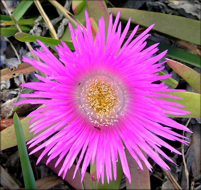 "Ice Plant" Carpobrotus edulis