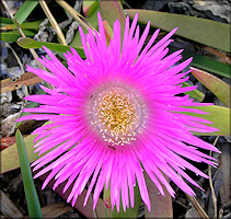 "Ice Plant" Carpobrotus edulis