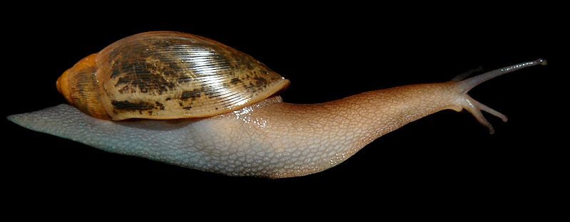 Euglandina rosea (Frussac, 1821) Rosy Wolfsnail