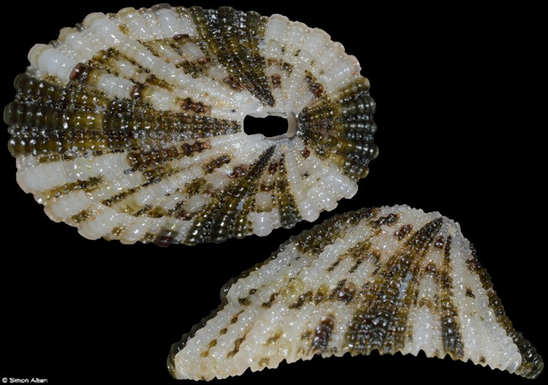 Diodora cruciata (Gould, 1846)