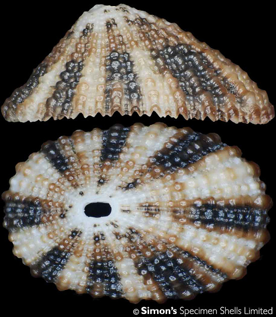 Diodora ruppellii abulatti Christiaens, 1987