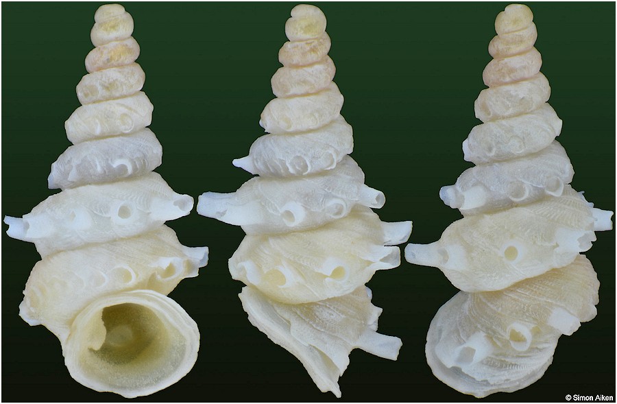 Diplommatina miraculumdei Vermeulen, 1993 Paratype