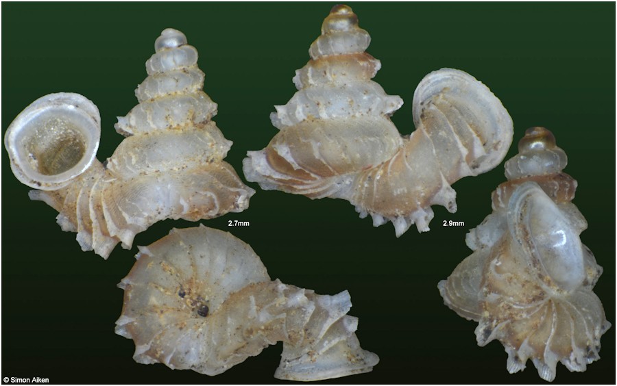 Opisthostoma everetti E. A. Smith, 1893