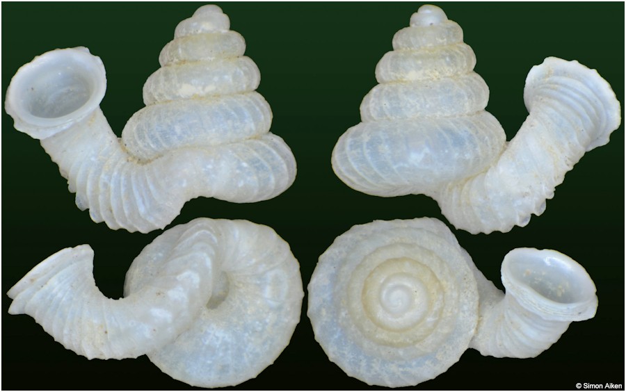 Opisthostoma lissopleuron bigibbum Vermeulen, 1994