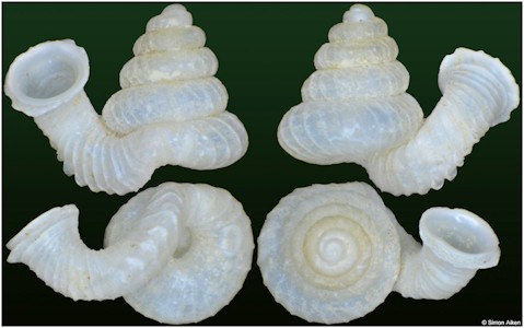 Opisthostoma lissopleuron bigibbum Vermeulen, 1994