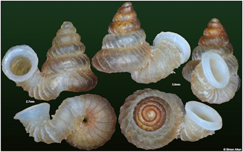 Opisthostoma cyrtopleuron Vermeulen, 1994