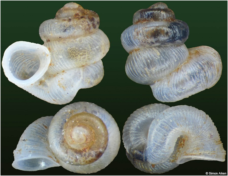 Opisthostoma fairbanksi Blanford, 1866