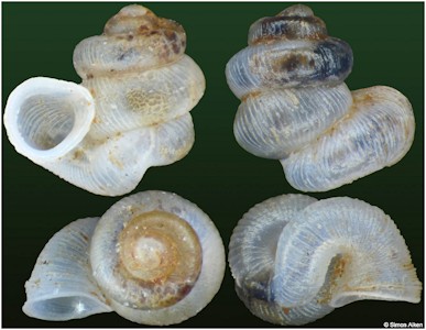 Opisthostoma fairbanksi Blanford, 1866