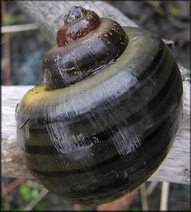 Fresh dead Pomacea diffusa 