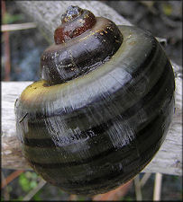 Pomacea diffusa Blume, 1957 Spiketop Applesnail