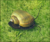 Pomacea paludosa (Say, 1829) Florida Applesnail