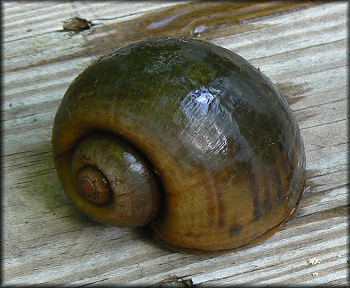 Live Pomacea maculata from Cunningham Creek (10/5/2006)