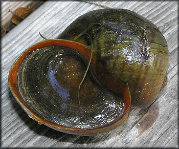 Live Pomacea maculata from Cunningham Creek (10/5/2006)