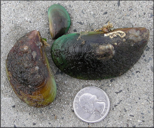 Perna viridis (Linnaeus, 1758) Asian Green Mussel