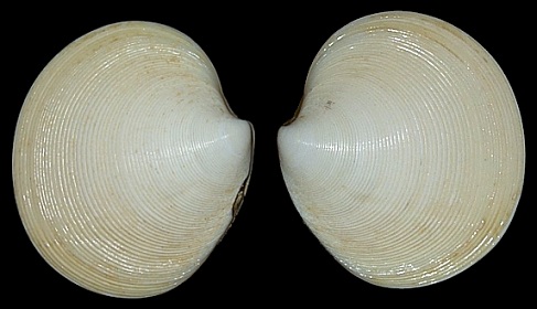 Dosinia concentrica (Born, 1778) Elegant Dosinia