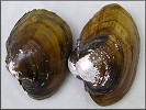 Lampsilis dolabraeformis (I. Lea, 1838) Altamaha Pocketbook