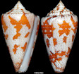 Conus dominicanus Hwass in Bruguire, 1792