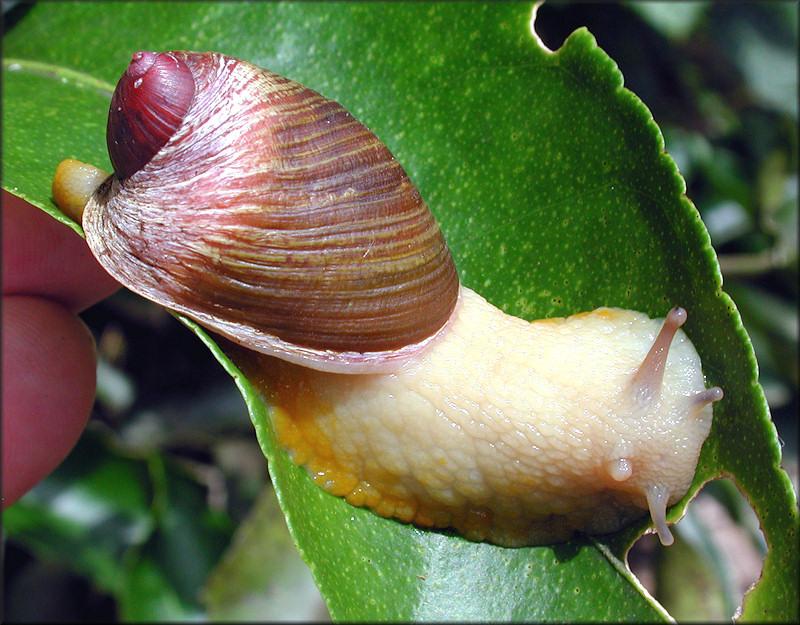 Amphibulima patula dominicensis Pilsbry, 1899