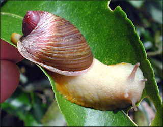 Amphibulima patula dominicensis Pilsbry, 1899