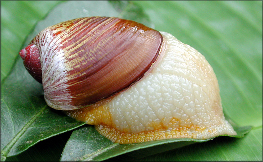 Amphibulima patula dominicensis Pilsbry, 1899