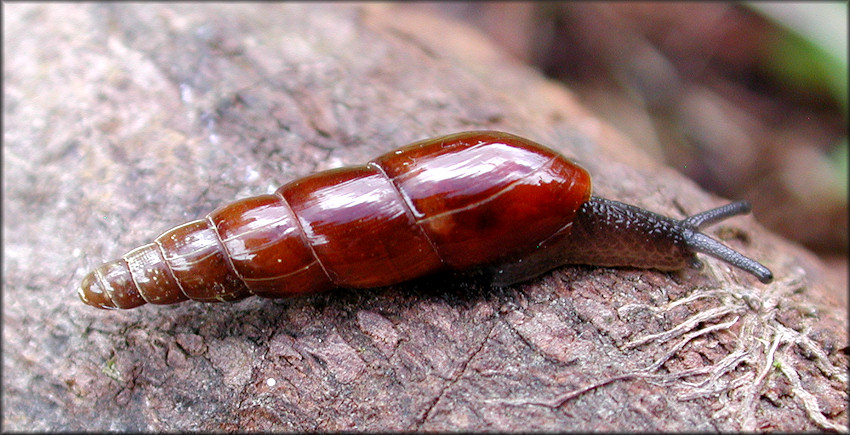 Laevaricella perlucens (Guppy, 1868)