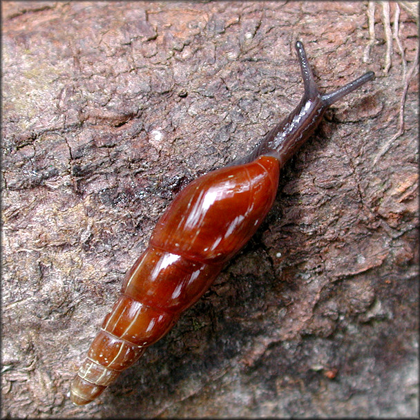 Laevaricella perlucens (Guppy, 1868)