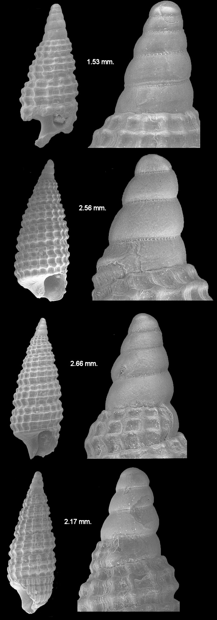 Cerithiopsis dominguezi Roln and Espinosa, 1996