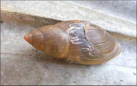 Euglandina rosea (Frussac, 1821) Damaged Shell