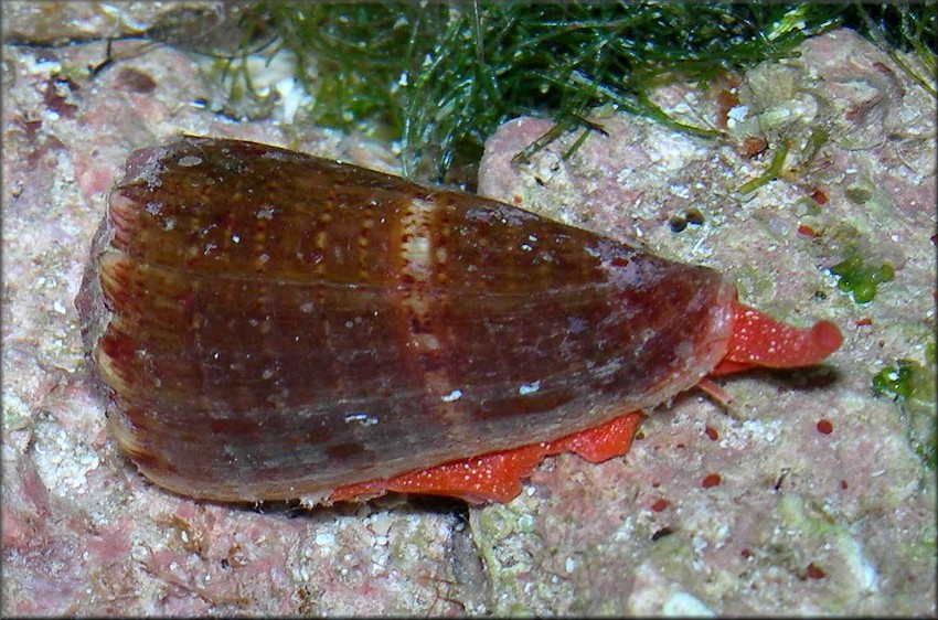 Conus donnae Petuch, 1998